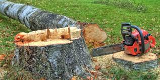 How Our Tree Care Process Works  in  Milaca, MN