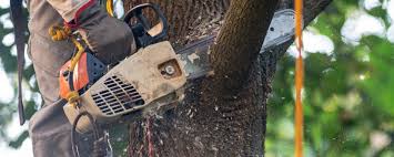Best Utility Line Clearance  in Milaca, MN