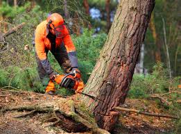 Best Tree and Shrub Care  in Milaca, MN