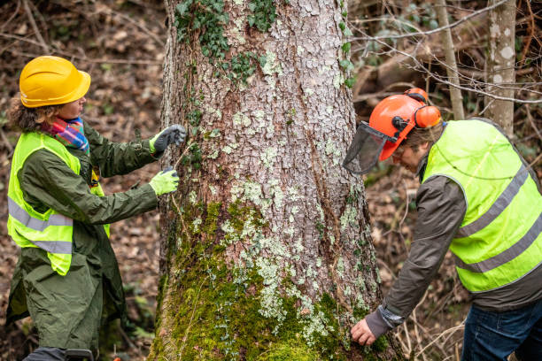 Best Tree Removal  in Milaca, MN