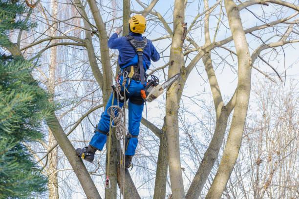 Trusted Milaca, MN Tree Care Experts
