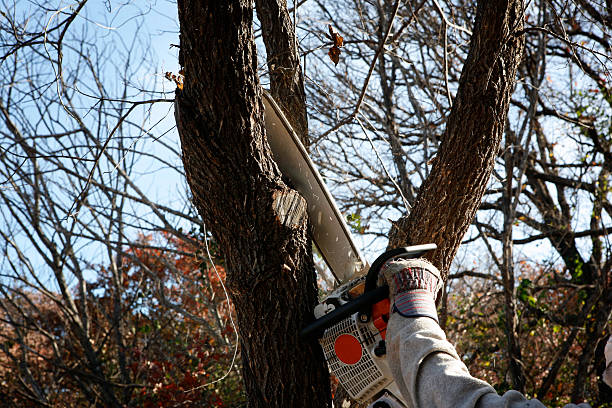 Best Lawn Pest Prevention  in Milaca, MN