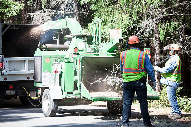 Best Tree Preservation Services  in Milaca, MN