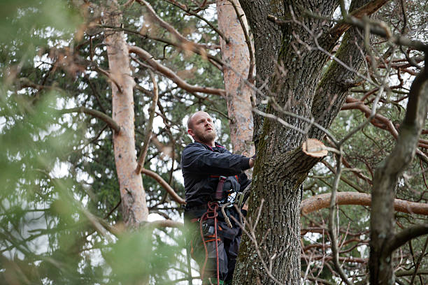 Best Tree Health Inspection  in Milaca, MN
