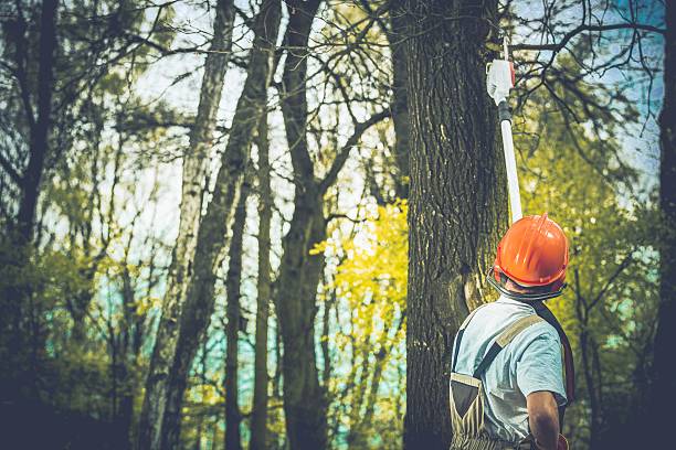 Milaca, MN Tree Care Pros