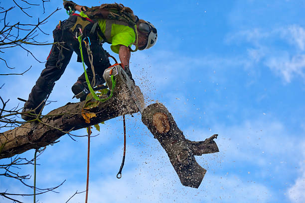Best Palm Tree Trimming  in Milaca, MN