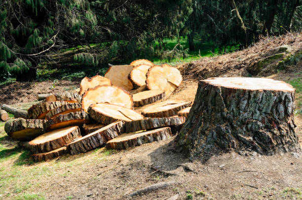 Best Tree Trimming and Pruning  in Milaca, MN